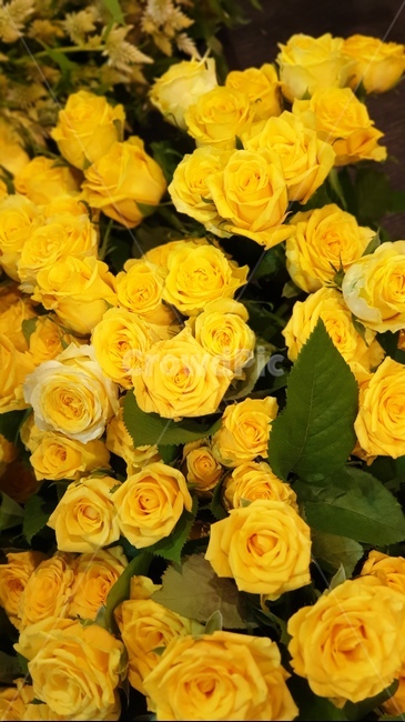 장미,꽃,노란색,노란장미,자연,식물,flower,rose,yellow
