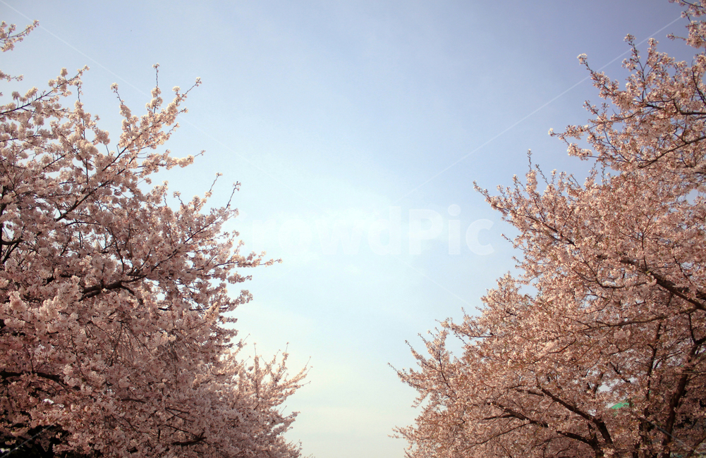 벚꽃,꽃,봄,나무,가지,나뭇가지,봉우리,꽃잎,개화,blossom,cherryblossom,식물,식물,자연,plants,nature,꽃,flower