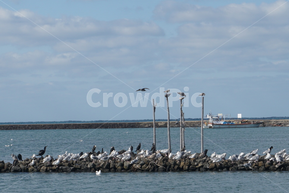 ocean,대양,nature,자연,sea,바다,outdoors,water,물,제주도