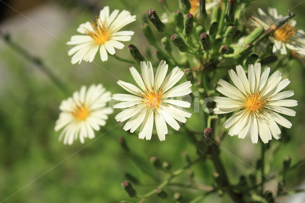 왕고들빼기,국화과,식물,꽃,흰꽃,Flower,식물,자연,plants,nature,꽃,flower