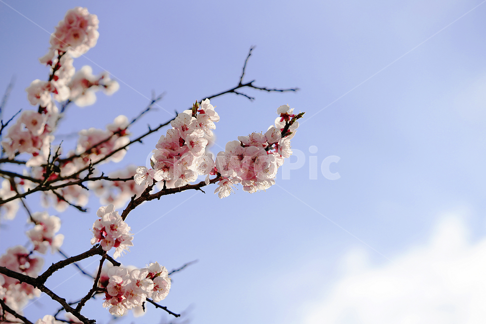 봄,계절,느낌,감성,식물,생명,생물,자연,잎,화사,봄,계절,spring,season,식물,자연,plants,nature,꽃,flower,plant