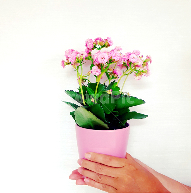 plant,식물,geranium,제라늄,분홍꽃,인디핑크,화분