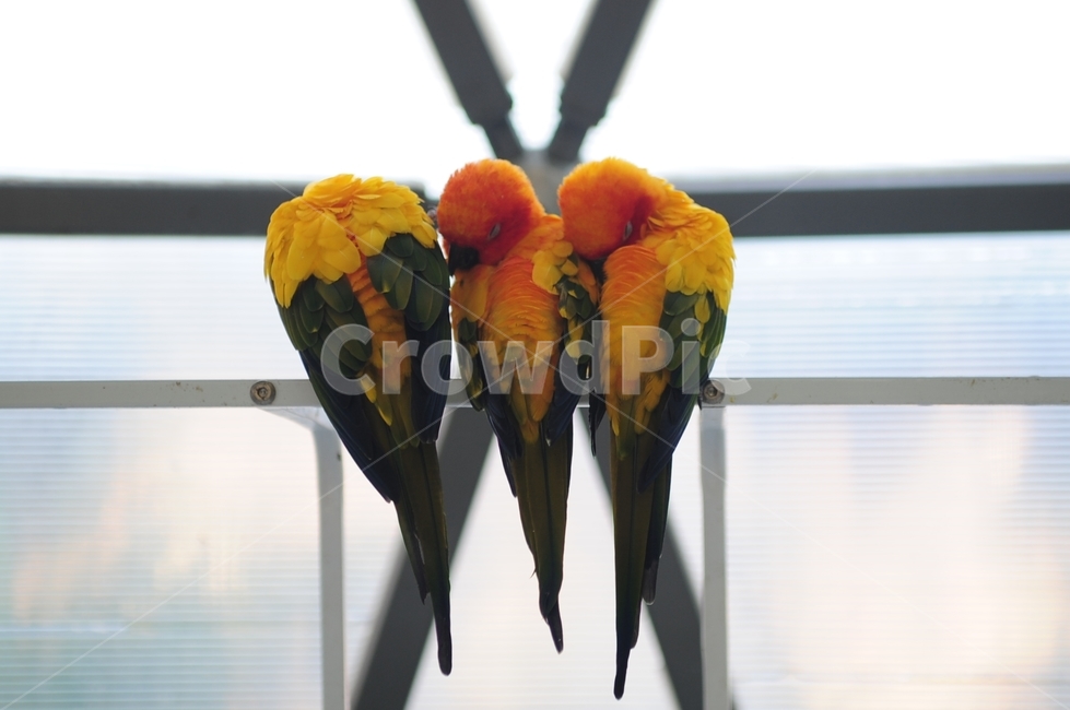 잉꼬,새,잉꼬새,동물,수면,잠,bird,animal,동물,animal,조류,새,birds