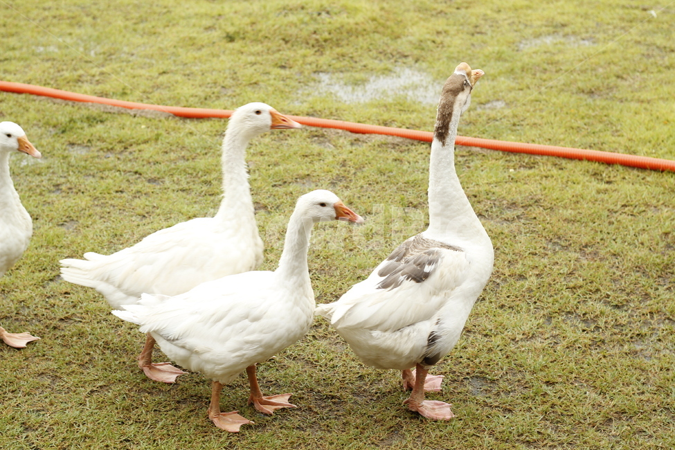 거위,동물,잔디,새,조류,동물,animal,조류,새,birds