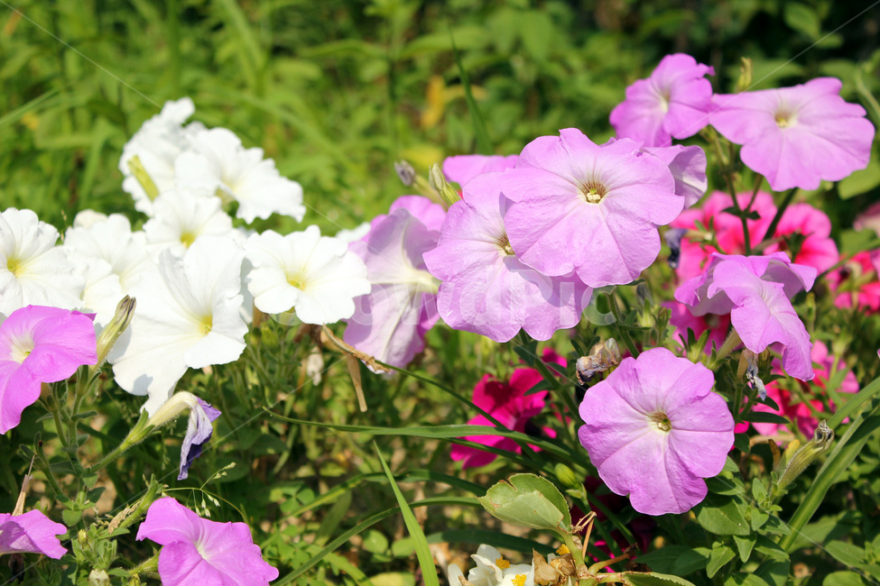 자연,꽃,봄,여름,무궁화,흰꽃,분홍,꽃들,식물,자연,plants,nature,꽃,flower