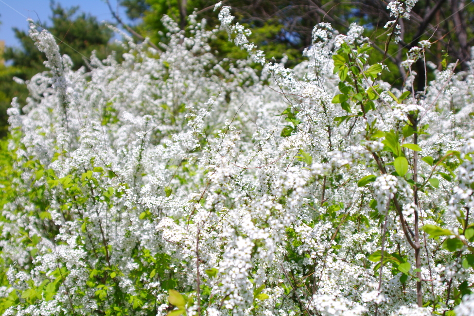 봄,봄경치,plant,식물,blossom,flower,꽃,봄꽃
