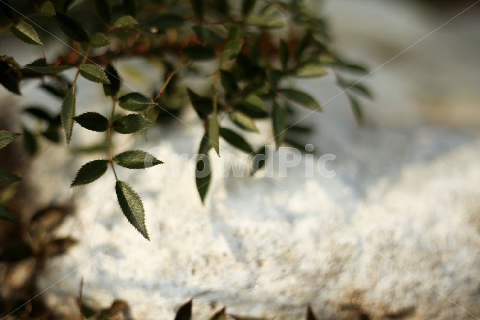 돌,풀,자연,식물,감성,식물,자연,plants,nature,감성,sensible,feeling