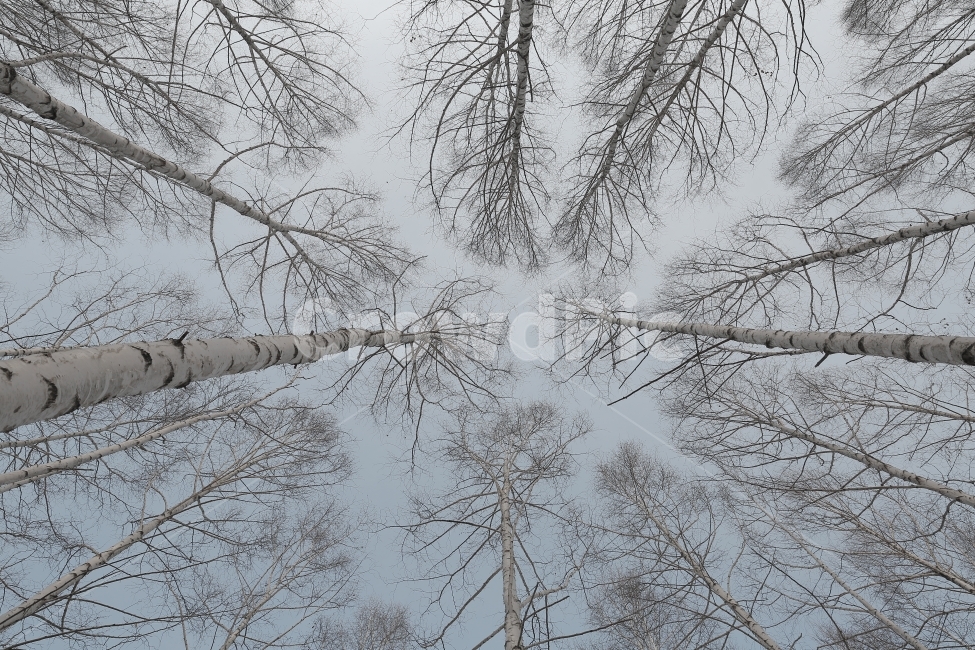 자작나무,자작나무숲,인제,설경,겨울,풍경,snow,눈,landscape,겨울,계절,winter,season,자연,풍경,nature,landscape,식물,plants,나무,trees,wood,outdoors,옥외