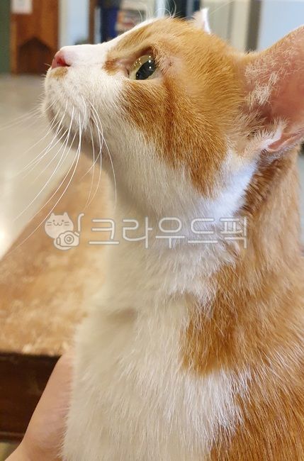 고양이,치즈고양이,고양이옆모습,동물병원,코리안숏헤어,cat,외출,성묘