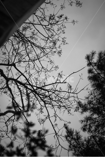 나무,풍경,흑백,하늘,tree,sky,모노크롬,식물,자연,plants,nature,나무,trees,wood,흑백,모노톤,monochrome,black and white
