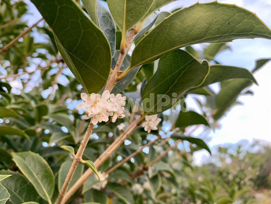 식물,leaf,잎,plant,나무,tree,flower,꽃