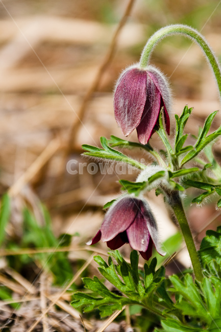 할미꽃,꽃,식물,꽃잎,봄꽃,식물,자연,plants,nature,꽃,flower
