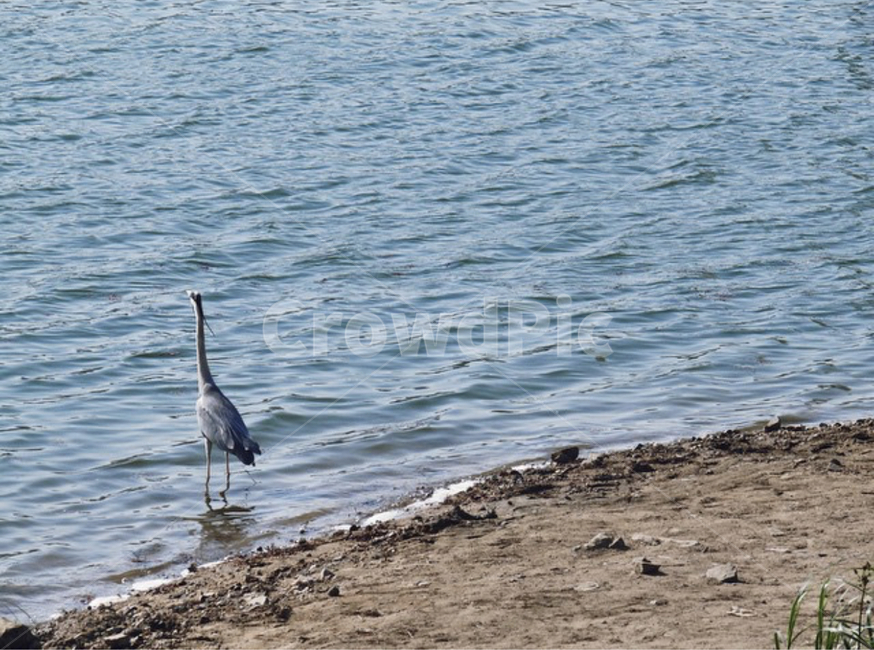 bird,새,animal,동물,waterfowl,물새,ardeidae,아르데이다에