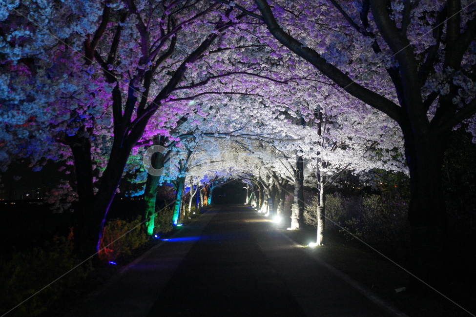 벚꽃,벚꽃길,밤,벚꽃나무,데이트,나무,봄,계절,spring,season,야경,밤,풍경,nightscape,night,landscape,plant,식물