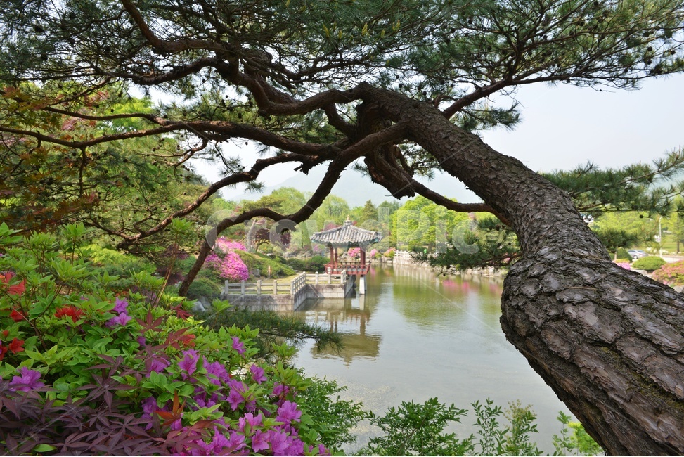충남,대전,현충원,국립현충원,현충지,pond,못,garden,정원,연못,반영,현충지봄,철쭉,철쭉꽃,봄,계절,경치,경관,풍경,outdoors,옥외,nature,자연,water,물,plant,식물,tree,나무,정자,쉼터