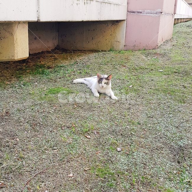고양이,길냥이,길고양이,뒷뜰,동물,동물,animal,포유류,mammal,고양이,cat,kitten,kitty