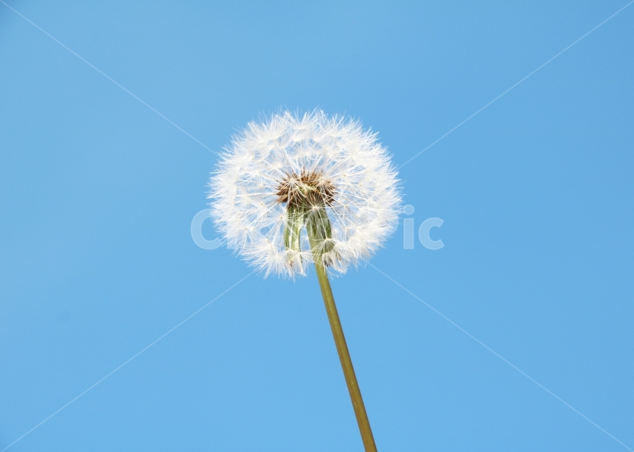 민들래,봄꽃,잡초,풀,봄,들판,식물,자연,배경,백그라운드,다울,도감,하늘,푸른하늘,맑은하늘,가을하늘,가을,접사,근접,매크로,봄,계절,spring,season,식물,자연,plants,nature,plant,flower,꽃,blossom