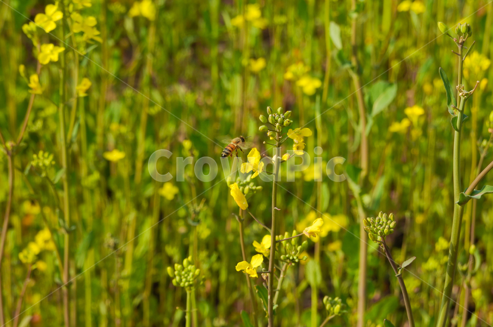 유채꽃,노란색,봄,벌,곤충,계절,꽃,자연,식물,plants,season,spring,flower,nature