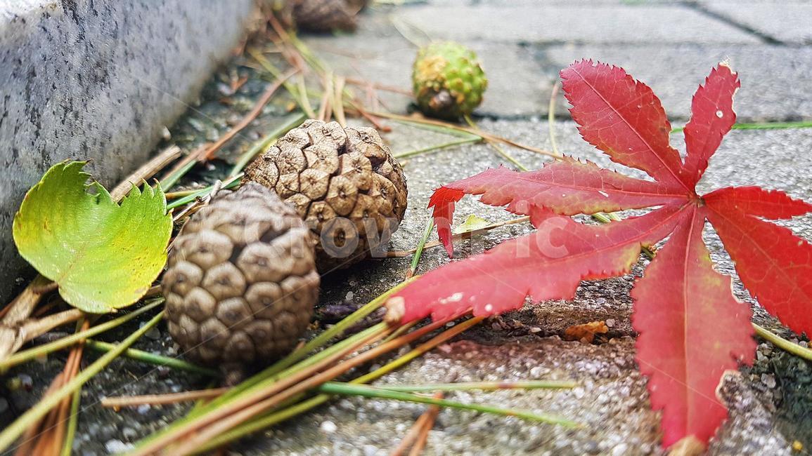 비온뒤,솔방울,나뭇잎,나무잎,솔,가을,식물,나무,tree,잎,leaf,plant,가을,계절,fall,autumn,season