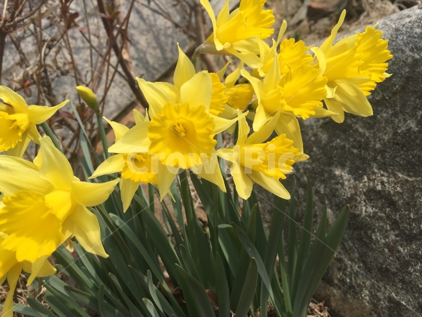 화단,수선화,봄꽃,꽃,노란꽃,봄,계절,spring,season,식물,자연,plants,nature,꽃,flower,plant,blossom