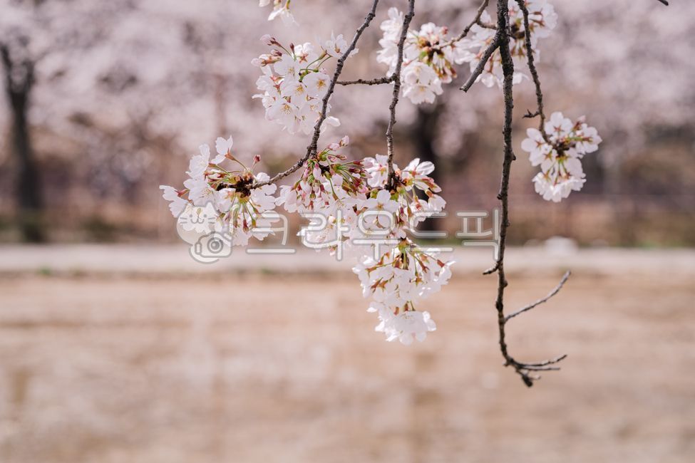 spring,cherry blossom tree,Cherry Blossom,nature,background,cherryblossom