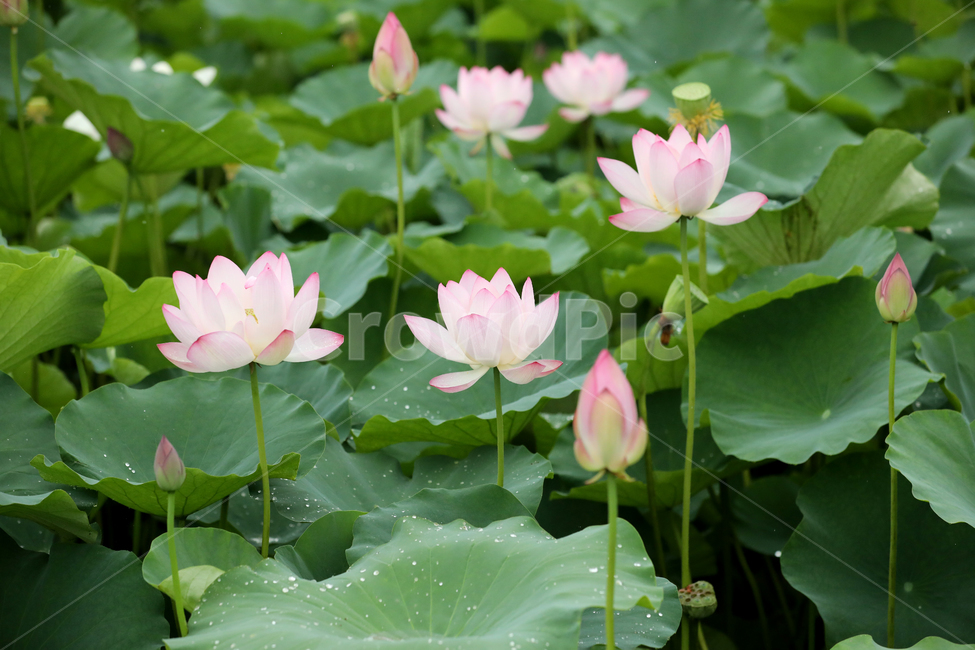 연꽃,연잎,여름풍경,풍경,식물,잎사귀,식물,자연,plants,nature,꽃,flower