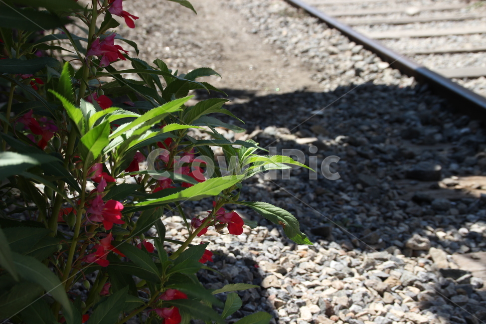 경암철길,봉숭아,봉선화,기찻길,기차,철로,군산,kyeongamrailroad,gardenbalsam,railroad,train,railway,gunsan,식물,자연,plants,nature,꽃,flower