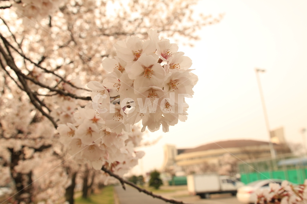 봄,벚꽃,식물,나무,벚꽃축제,spring,cherryblossom,봄나들이