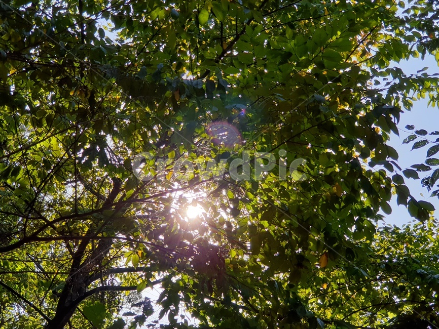 flare,플레어,light,빛,햇살,청량,식물,자연,plants,nature,나무,trees,wood