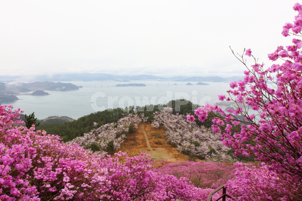 spring,pink,Azalea flower,Daegeumsan Mountain,flower road
