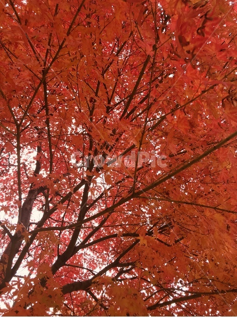 단풍,가을,검빨,흰빨,흰검,가을,계절,fall,autumn,season,식물,자연,plants,nature,나무,trees,wood,leaf,잎,plant,tree,maple