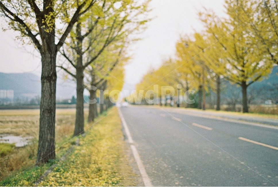 은행나무,가로수,은행잎,ginkgotrees,ginkgoleaf,streettrees,yellow,가을,계절,fall,autumn,season,자연,풍경,nature,landscape,감성,sensible,feeling,tree,나무,plant,식물,tree trunk,나무 줄기