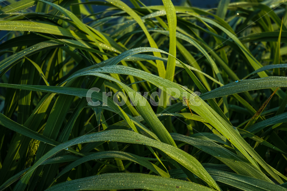 부들,식물,수생,이슬,자연,식물,자연,plants,nature,동물,animal,곤충,벌레,insect,bug