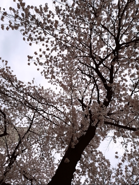 니무,벚꽃,벚꽃나무,민개,꽃,봄,계절,spring,season,식물,자연,plants,nature,나무,trees,wood,plant