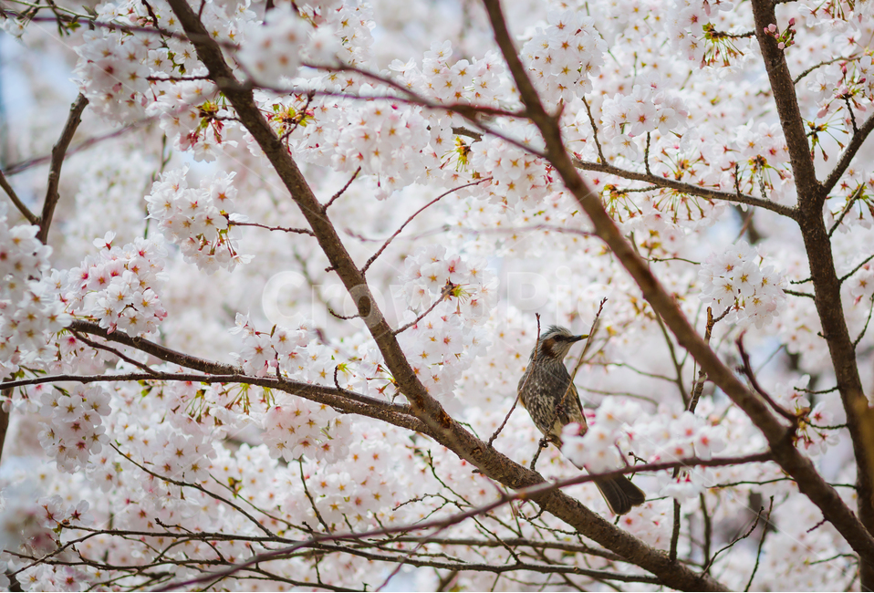 봄,벚꽃,새,꽃,자연,동물,bird,flower,봄,계절,spring,season,식물,자연,plants,nature,꽃,flower,동물,animal,조류,새,birds,감성,sensible,feeling