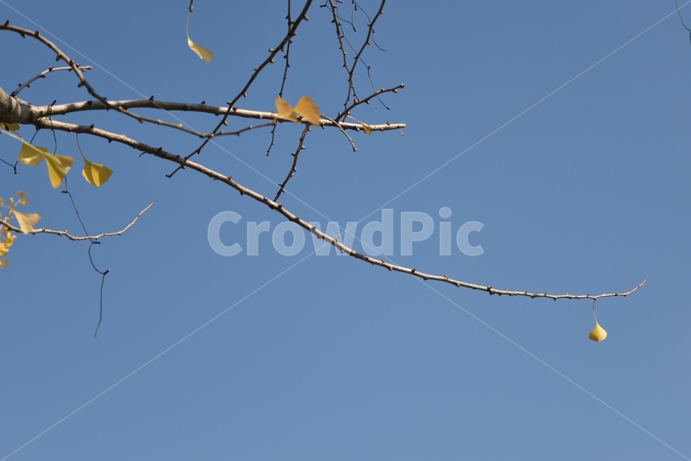 가을,늦가을,가을끝무렵,낙엽,노랑,은행잎,은행나무,마지막잎새,가을,계절,fall,autumn,season,식물,자연,plants,nature