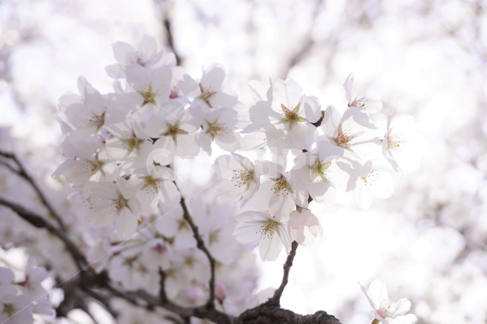 wait,pink,warmth,Spring news,in full bloom,expectation,pink flower,cherryblossoms,flower,spring,spring flowers,season,Emotion,spring season,cherry blossom