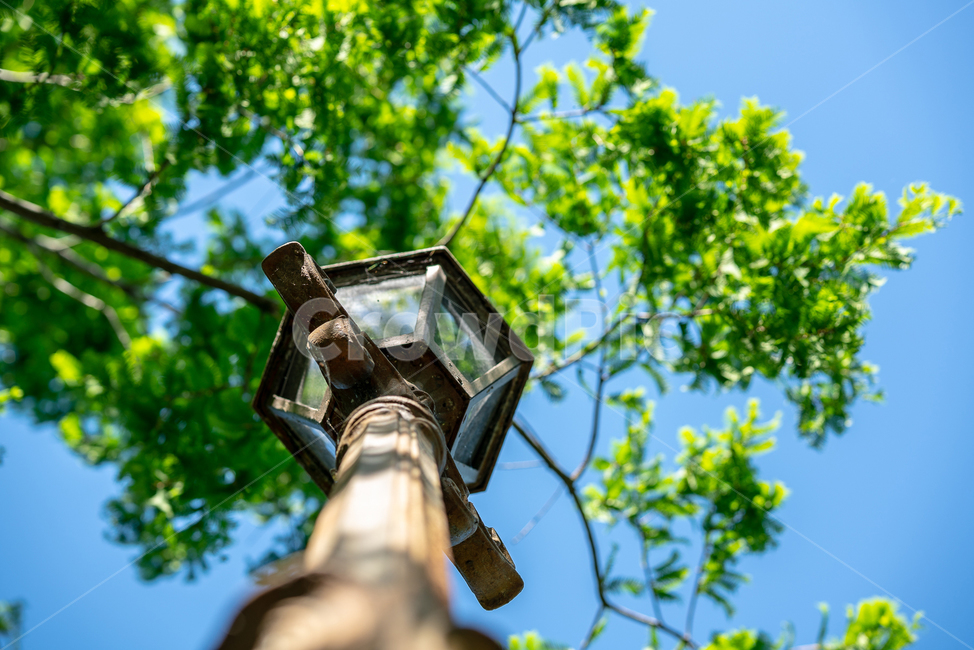 가로등,나무,일산호수공원,일산,streetlamp