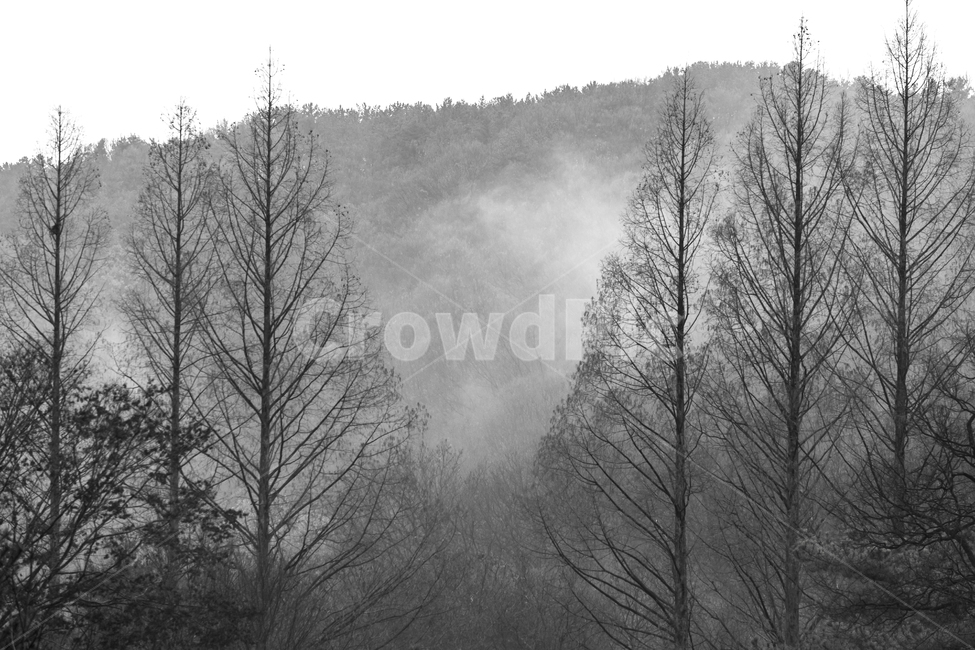 자연,날씨,옥외,나무,안개,흑백,자연,풍경,nature,landscape,흑백,모노톤,monochrome,black and white