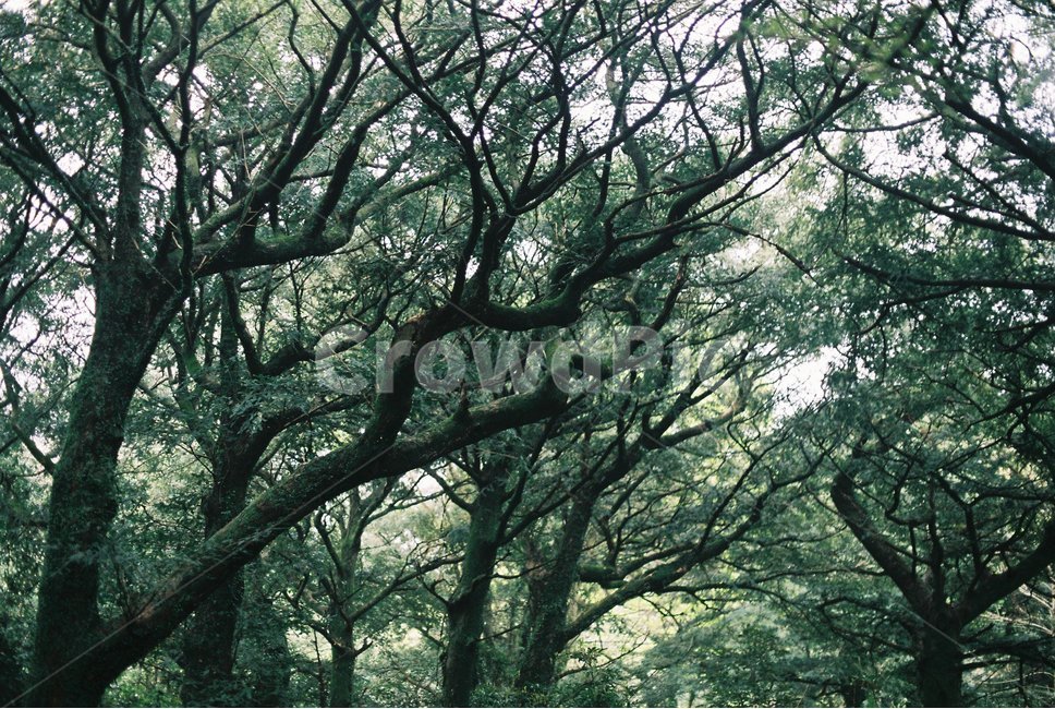나무,제주도,자연,초록,숲,식물,자연,plants,nature,나무,trees,wood,감성,sensible,feeling,휴식,힐링,rest,relaxation,healing