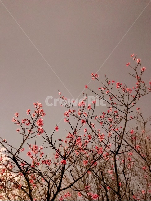 벚꽃,봄,배경,풍경,꽃,나무