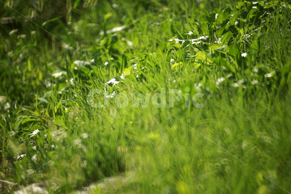 풀,녹음,계절,여름,잡초,자연,그린,식물,자연,plants,nature