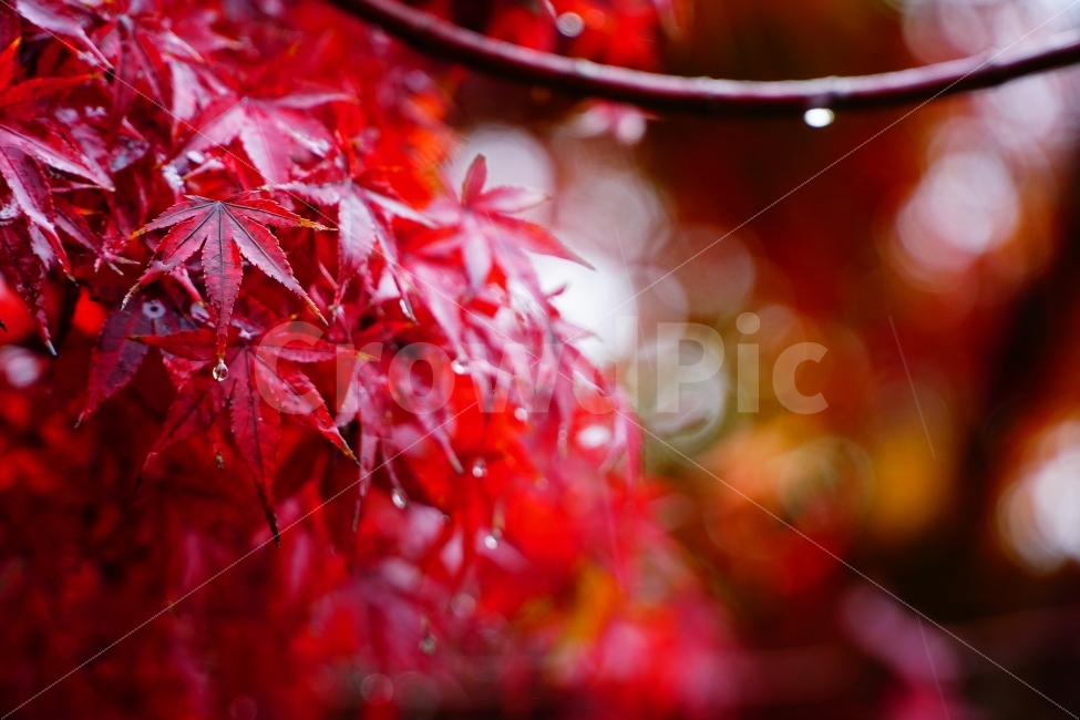 단풍잎,maple,fall,rain,비,가을,풍경,landscape,감성,sensitive,가을,계절,fall,autumn,season,비,비오는날,rain,rainy,식물,자연,plants,nature,감성,sensible,feeling,색깔,색상,색채,색감,color sense,color sensitivity,feeling of color,plant,leaf,잎,tree,나무