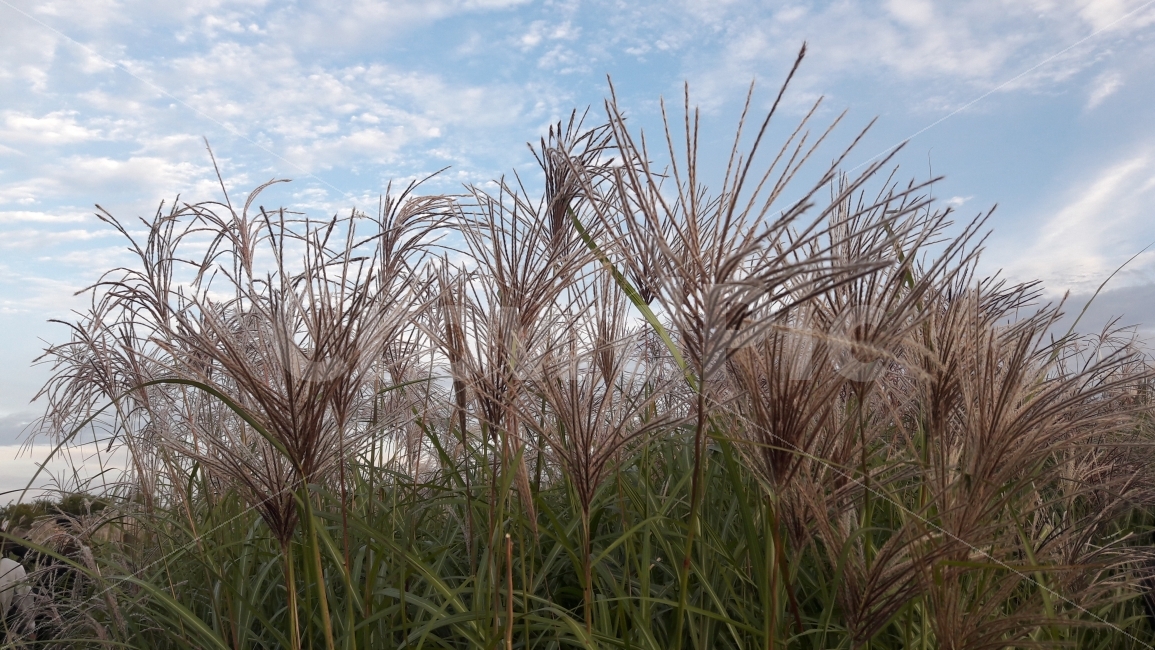 억새풀,하늘공원,파란하늘,구름,상암동,가을,계절,fall,autumn,season,식물,자연,plants,nature,plant,grass,잔디,lawn