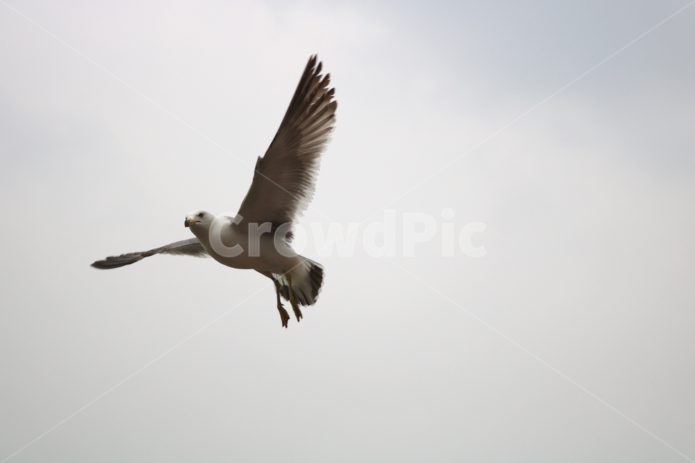 갈매기,새,조류,동물,하늘,동물,animal,조류,새,birds