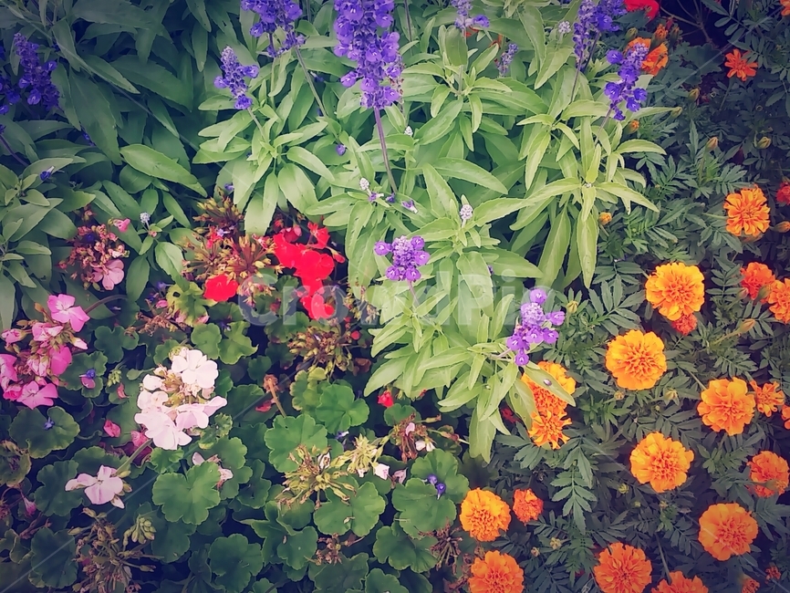 화단,꽃,풀,꽃밭,꽃길,봄,식물,자연,plants,nature,꽃,flower