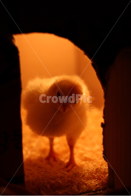 병아리,새끼,노랑,닭,동물,조류,전구,새,animal,birds,아기,농장,애완동물,백열전구,귀여운,감성,감정,feeling,sensible,emotion,박스,어린,애기,털,백열등,삐약,체험,모이,부리,벼슬,휴식,look,얼굴,정면,틈,틈새,문,입구,rest,갸우뚱,궁금,호기심,귀염,사랑,톱밥,동물,animal,조류,새,birds