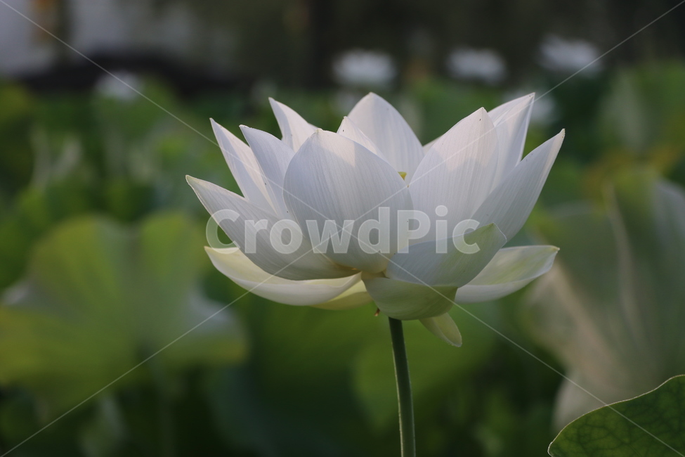 여름,lotus,식물,농업,자연,근접촬영,무보정,부여,축제,연잎,꽃잎,식자재,불교,연못,진흙,순결,청순,신성,연,여행지,고귀한,연꽃,백련,식물,자연,plants,nature,꽃,flower