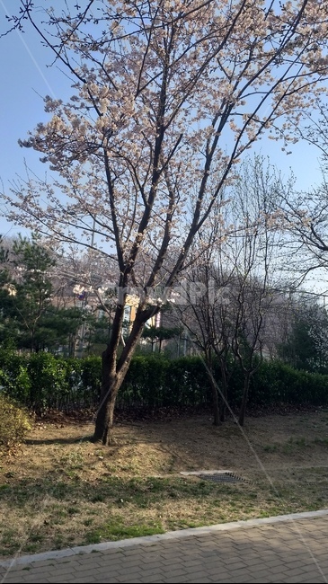 벚꽃,나무,식물,풍경,tree