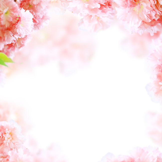 꽃,봄,프레임,백그라운드,배경이미지,식물,내츄럴,꽃송이,꽃잎,카네이션,분홍,핑크,카피스페이스,기념일,축하,anniversary,congratulation,celebrate,celebration